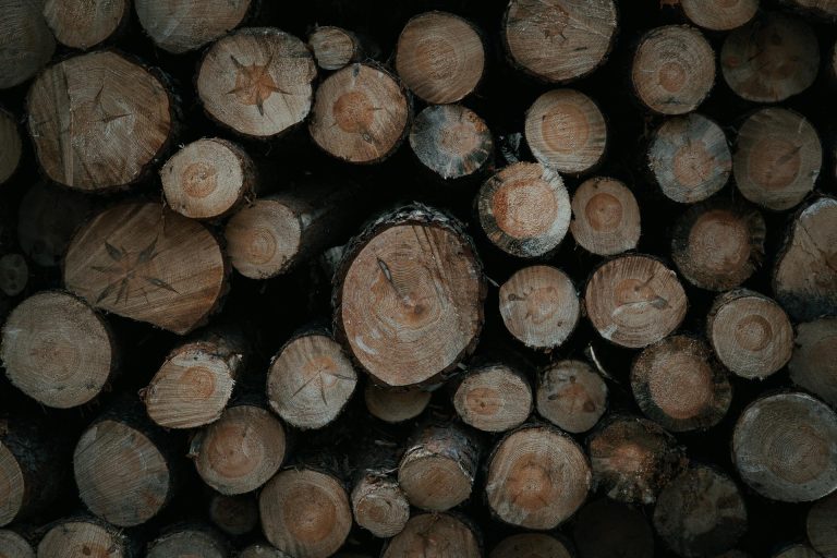 pexels-diephotopotato-15896482